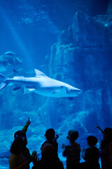 Wall Mural - People point at shark in big aquarium