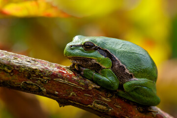 Poster - European Tree Frog (Hyla arborea) yawning on a Bramble (Rubus sp.) bush in the forest in Noord Brabant in the Netherlands