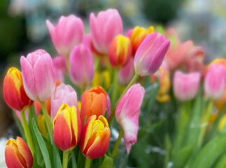 Sticker - Colorful tulip flowers bouquet close up shot, Selective focus