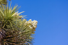 Close Up Shot Of Yucca Plant Flower Against Blue Sky