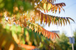 Yellow and red leaves of Sumac tree