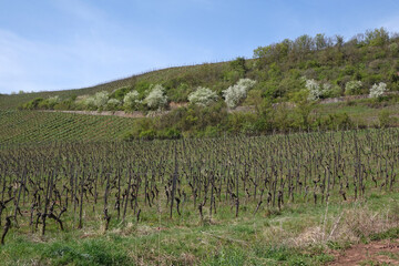 Poster - Weinberg bei Nackenheim