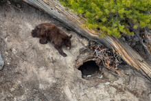 A Brown Bear Cub Plays Outside Of Its Den On A Warm Spring Day At Yellowstone National Park