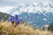 Enzian auf einer Bergwiese mit den Alpen im Hintergrund