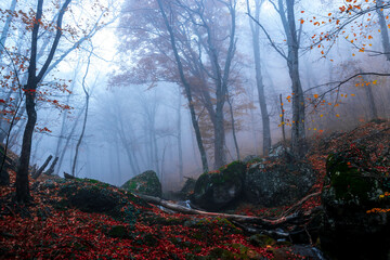 Wall Mural - Autumn forest in the fog