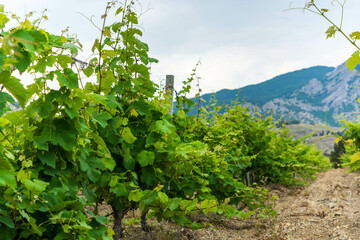 Wall Mural - Young vineyard