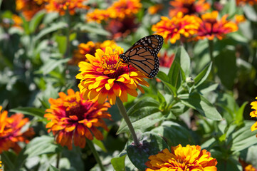 Wall Mural - zinnia flowers and butterfly