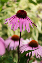Pink Coneflower Isolated On A Background Of Similar Flowers