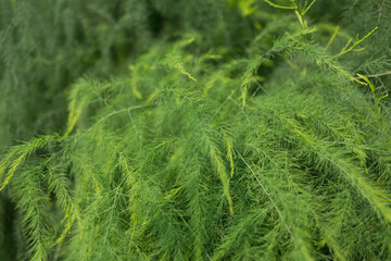 Canvas Print - asparagus