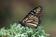 monarch butterfly on an evergreen branch