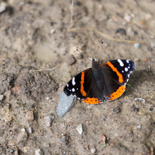 Red Admiral On The Ground