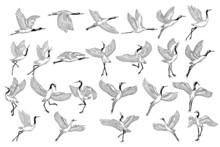 Set Mega Collection Bundle Stork Bird Flying Tropical Cartoon Wild Birds Cranes Hand Drawn