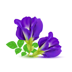 Blue pea flower or Butterfly pea purple isolated on white background. (Clitoria ternatea) Vector EPS10.