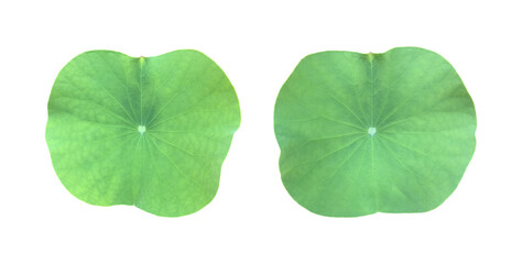 Wall Mural - Isolated waterlily or lotus leaf with clipping paths.