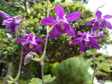 Columbine Flowers (deep Purple Color) / 濃い紫色のオダマキの花（春の山野草）