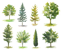 Set Of Watercolor Trees Of Various Species Isolated On White.