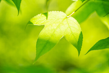 Wall Mural - Spring green maple leaves background