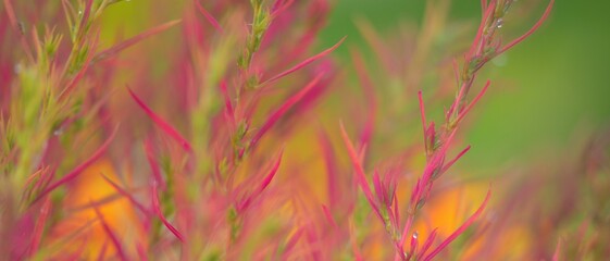 Colorful red, pink, golden decorative plants in a green summer garden. Dew drops, soft sunlight. Natural texture, background. Landscaping, gardening. Macro photography, bokeh