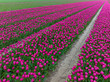 © STOCKSTUDIO - Rows of Purple tulips in Flevoland The Netherlands, Aerial view.