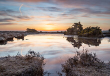 Spring Sunrise Over The New Forest, Hampshire, Uk With Gorse Bushes In Yellow Flower And A Pond Reflecting The Early Morning Sky. Frost Covers The Heather In The Fore And Mid Ground.
