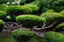 Garden Bonsai, Juniper Niwaki. Garden Topiary Art