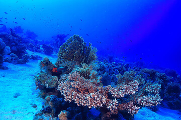 Wall Mural - tropical sea underwater background diving ocean