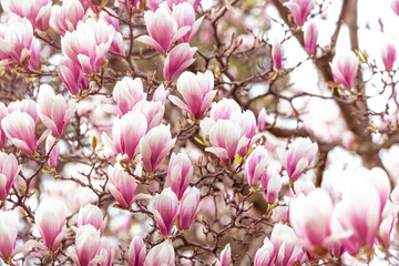 Wall Mural - Spring floral background, beautiful bloomed light, pink magnolia flowers in soft light, selective focus, nature concept