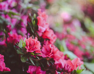 Poster - Beautiful close-up of a rhododendron