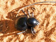 Tok Tokkie beetle in the desert