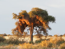 Sociable Weaver Nests In Namibia