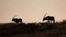 Silhouette Of Two Oryxes At Sunset