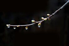 Spring In The Garden. Willow Branch With Dew Drops On A Dark Background