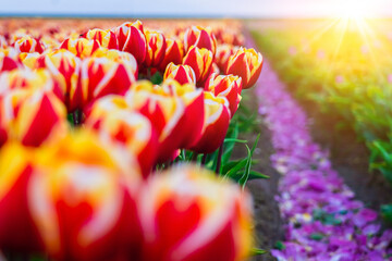 Wall Mural - Magical landscape with fantastic beautiful tulips field in Netherlands on spring. Blooming multicolor dutch tulip fields in a dutch landscape Holland. Travel and vacation concept. Selective focus. 