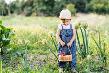 Child picking strawberries. Healthy food for children. Kids pick fresh fruit on organic strawberry farm. harvest in garden, a bucket of strawberries, juicy strawberries. Little farmer