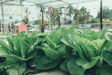 Green oak vegetables in the farm