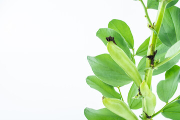 Wall Mural - Fresh organic vegetable broad beans on white background