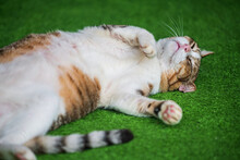 Cute Yellow Tabby Cat Sleeping On Green Grass
