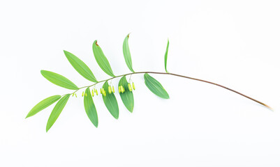 Wall Mural - Fresh branches and leaves of Chinese herbal medicine Polygonatum chinensis on white background