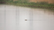 © Richard Hadfield - Common Pochard Chicks (Aythya ferina) Dashing Across a Lake