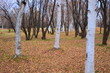 落ち葉と白樺林　
be dotted with white birch trees. 