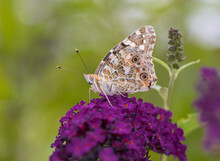 A Painted Lady Butterfly (Vanessa Cardui) Feeding On A Buddleia Flower In A Garden. Side View Showing Underwings.
