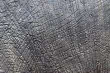 Detail Of Dinosaur Thick Animal Skin Texture