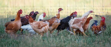 Chickens In A Grass In The Village Against Sun Photos. A Free Range Chicken Hens Walking In A Garden.
