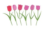 Fototapeta Tulipany - Vector set isolated pink tulips. Tulips in a flat style. Vector elements isolated on white background.