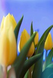 Fototapeta Tulipany - Piękne żółte tulipany na błękitnym tle