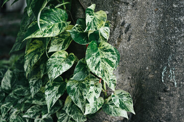 beautiful pattern of marble queen leaves 