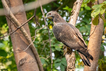 Image Of Oriental Honey Buzzard Bird On A Tree Branch On Nature Background. Hawk. Animals.