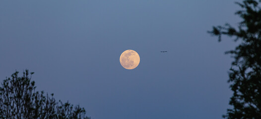 Wall Mural - Moonrise among the trees and a bird panorama