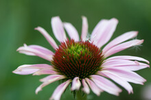 Isolated Pink Coneflower On A Green Background