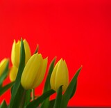 Fototapeta Tulipany - Żółte tulipany na czerwonym tle